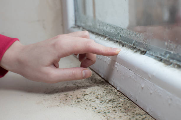 Best Mold Odor Removal Services  in Bryant, AR